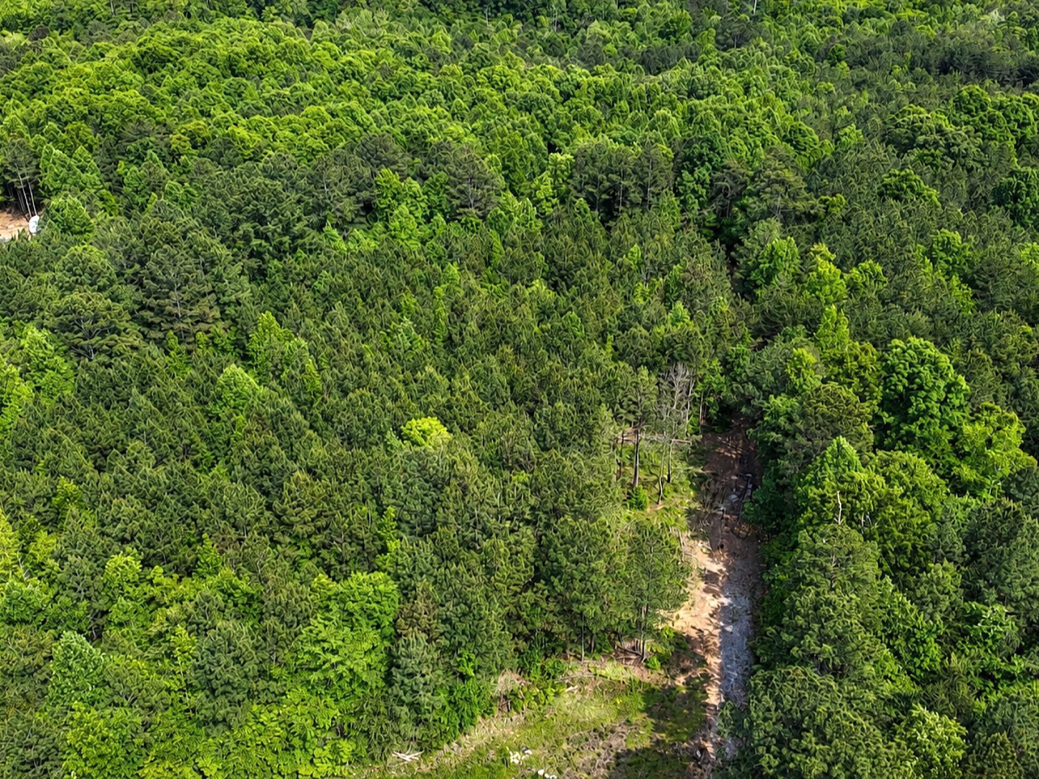 1 Southeast Washboard Road Southeast Old Fort, TN 37362 - Photo 5 of 10 a view of a lush green forest