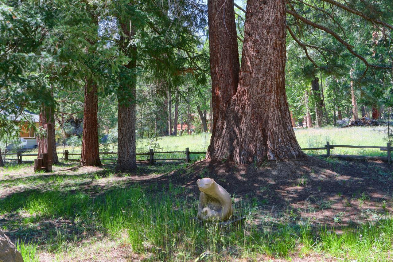 8067 Chilnualna Falls Road Wawona, CA 95389 - Photo 32 of 42 a view of a tree in the garden