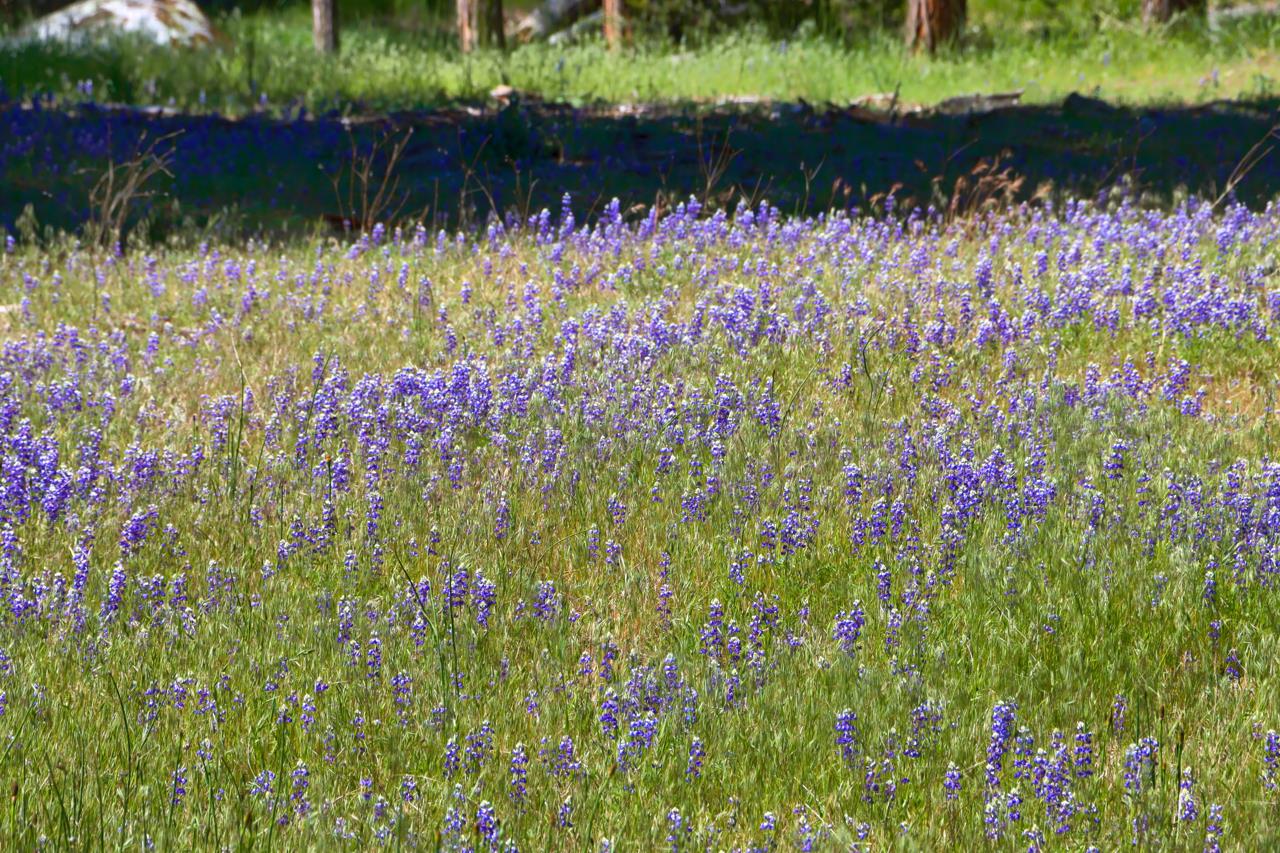 8067 Chilnualna Falls Road Wawona, CA 95389 - Photo 34 of 42 a bunch of flowers in a garden