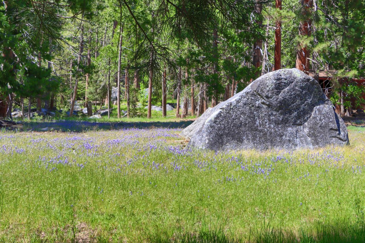 8067 Chilnualna Falls Road Wawona, CA 95389 - Photo 35 of 42 a view of a garden with large trees