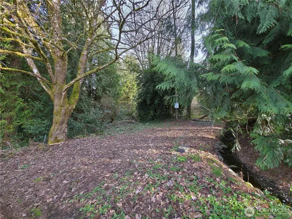 a view of a yard with plants and large trees