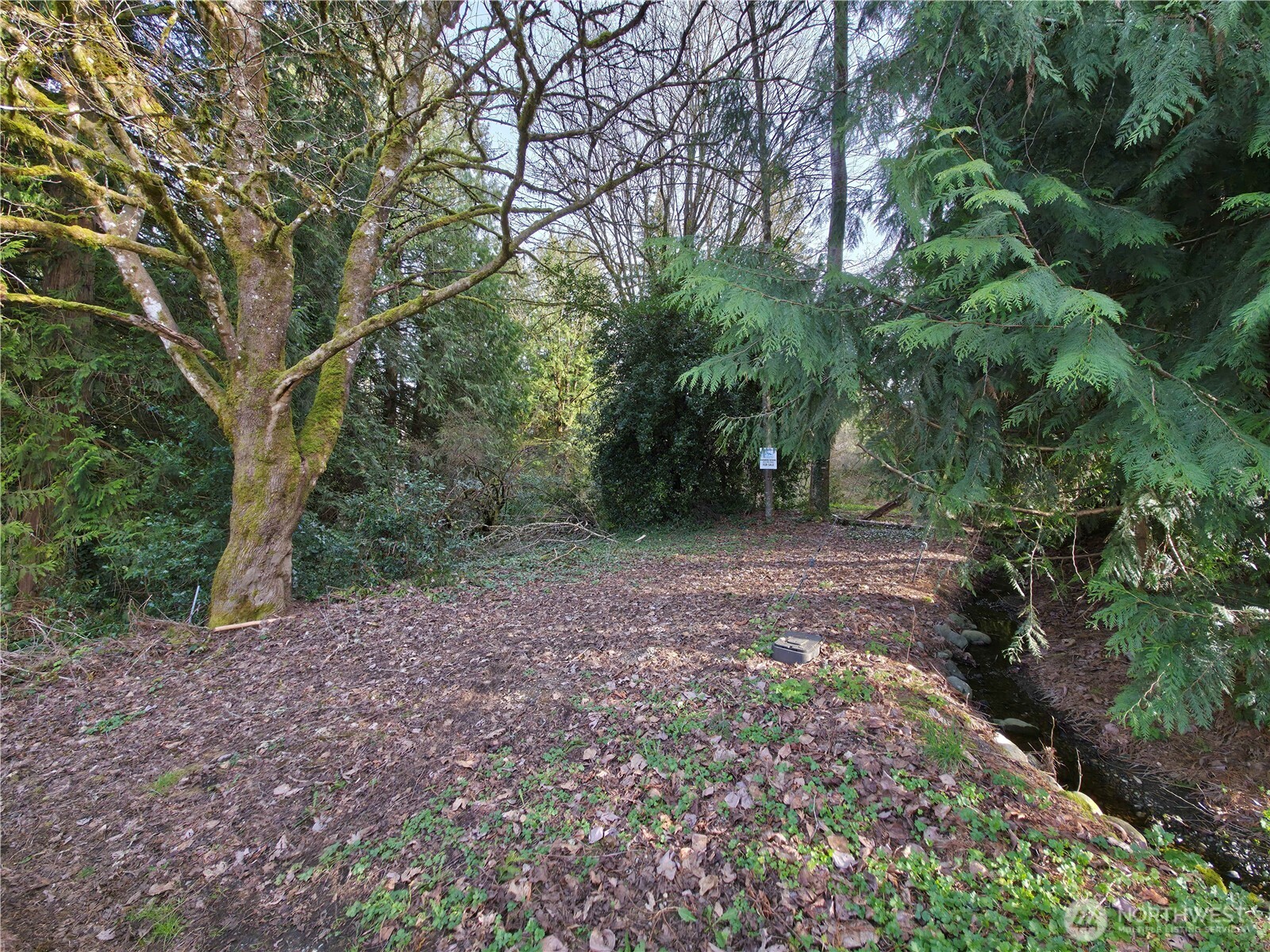 a view of a yard with plants and large trees