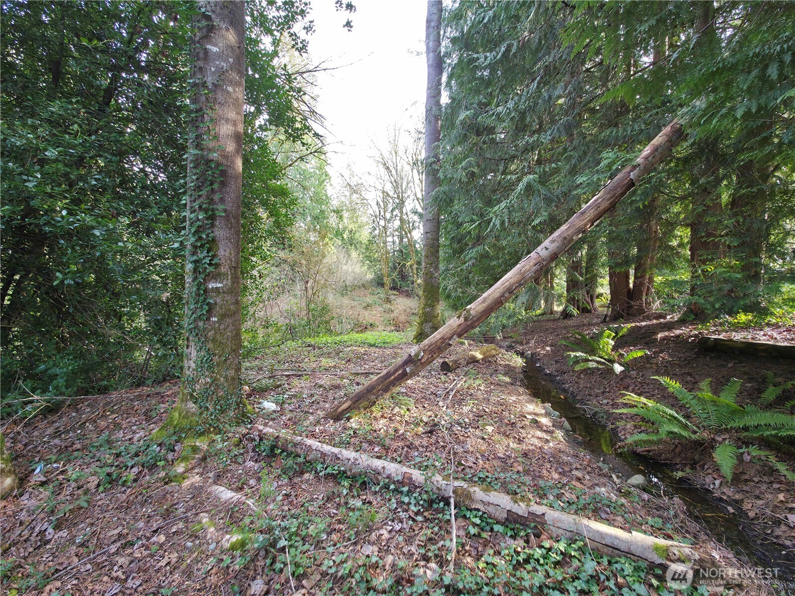 19455 Southeast 168th Street Renton, WA 98058 - Photo 4 of 8 a view of a park with large trees