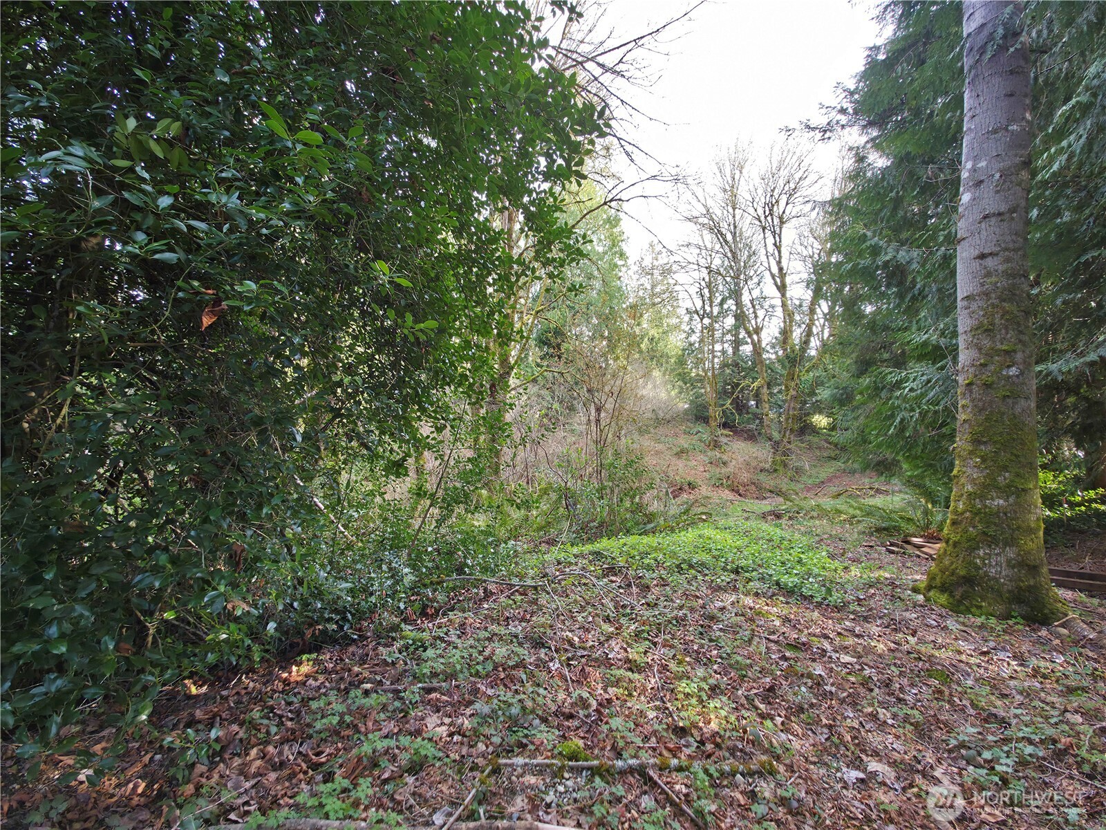 19455 Southeast 168th Street Renton, WA 98058 - Photo 6 of 8 a view of a yard with a tree