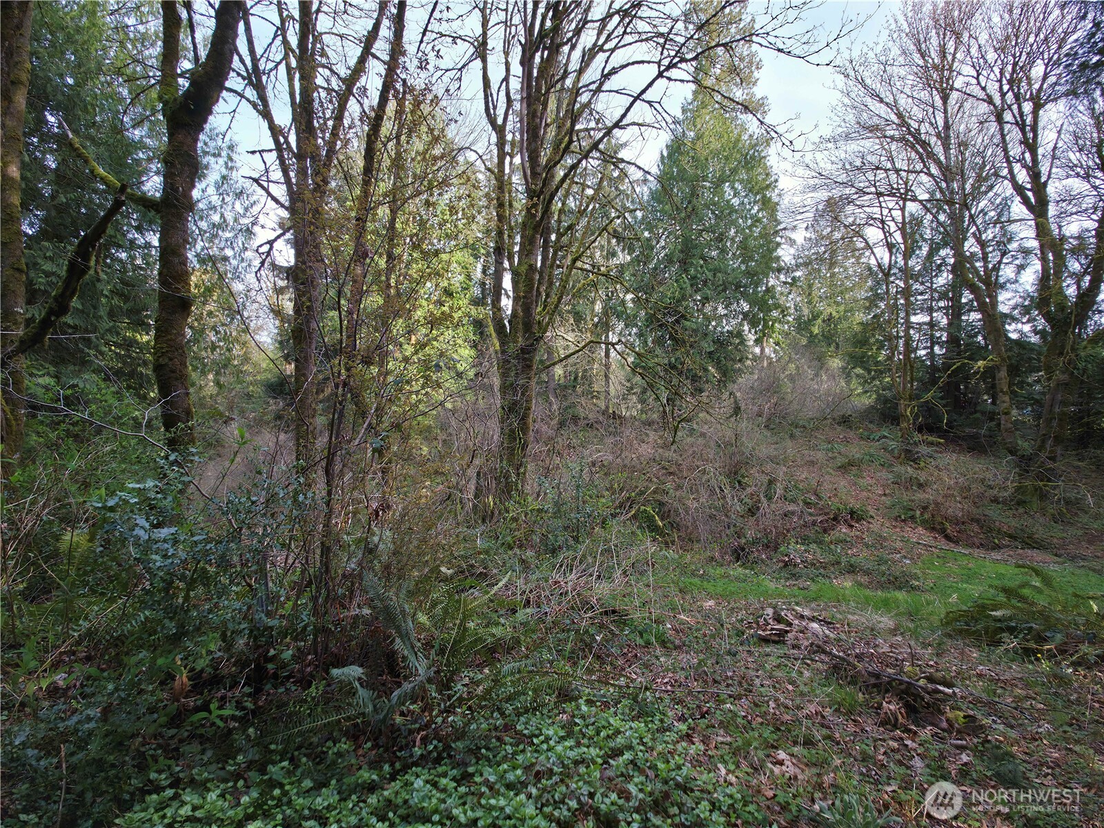 19455 Southeast 168th Street Renton, WA 98058 - Photo 7 of 8 a view of a forest with trees in back