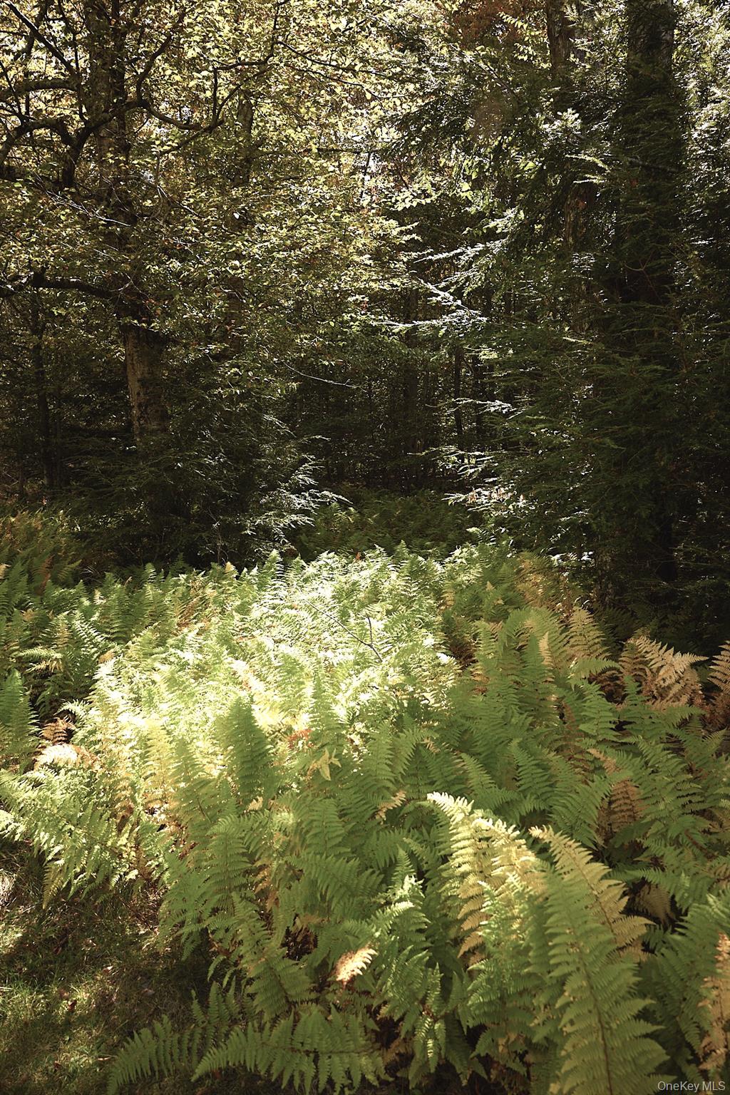 480 Breezy Hill Road Parksville, NY 12768 - Photo 12 of 30 View of undeveloped land