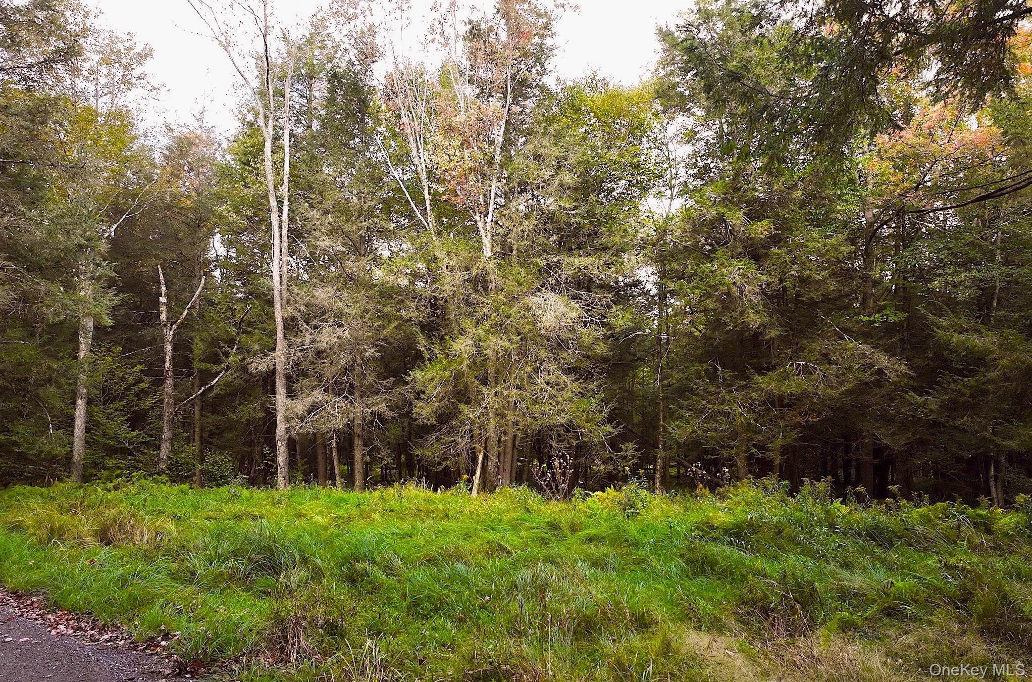 480 Breezy Hill Road Parksville, NY 12768 - Photo 20 of 30 View of wooded area