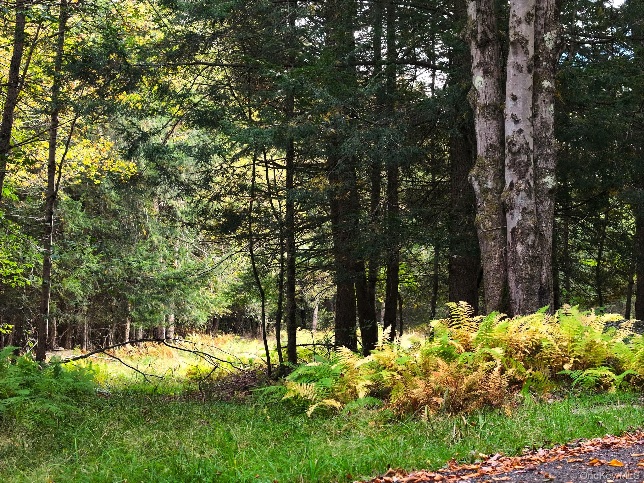 480 Breezy Hill Road Parksville, NY 12768 - Photo 21 of 30 View of tree filled area