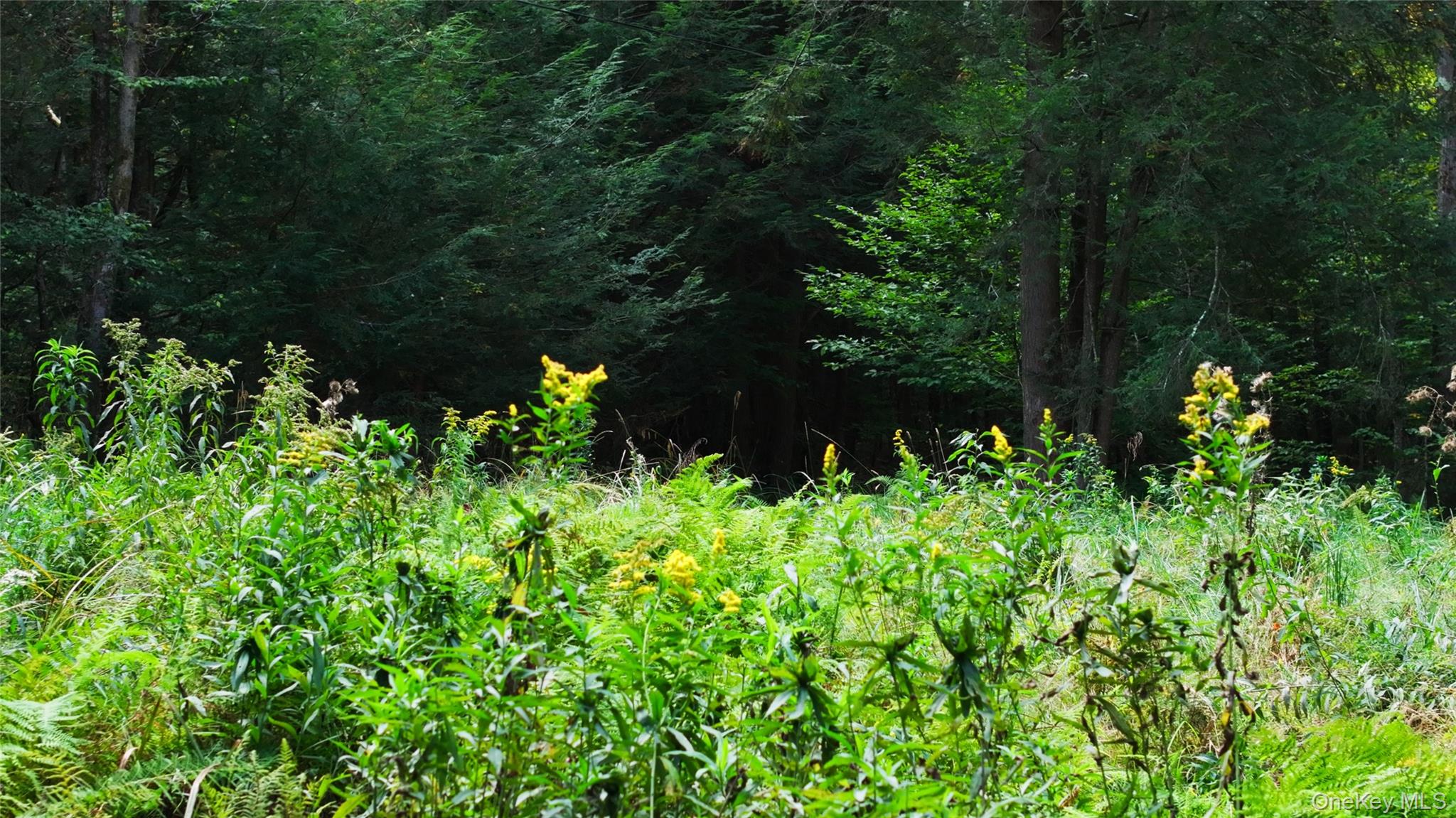 480 Breezy Hill Road Parksville, NY 12768 - Photo 26 of 30 View of nature