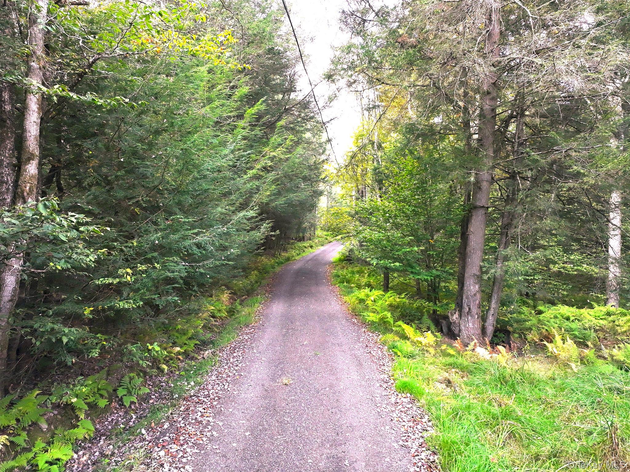 480 Breezy Hill Road Parksville, NY 12768 - Photo 5 of 30 View of street featuring a view of trees