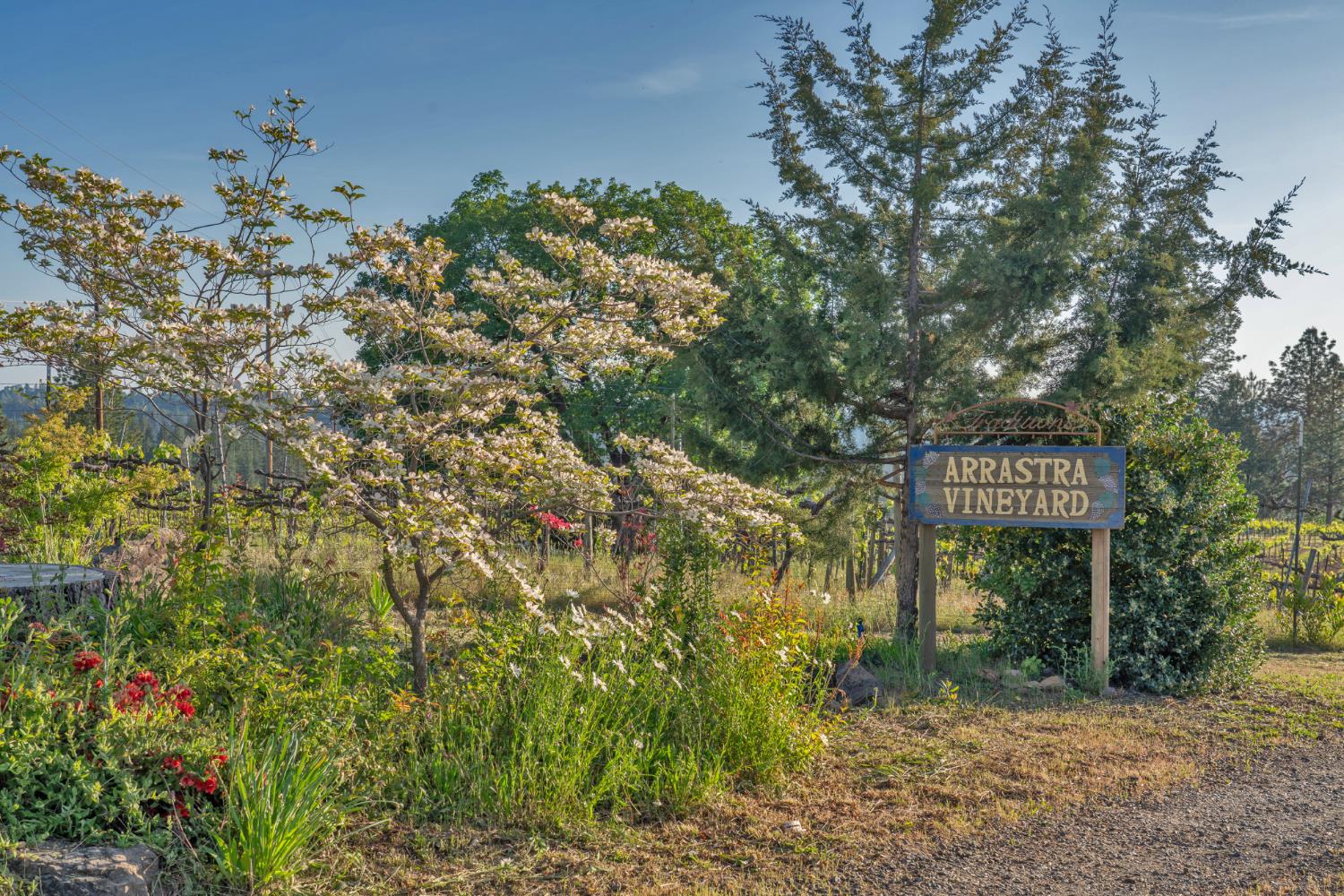 a sign that is sitting in front of a tree