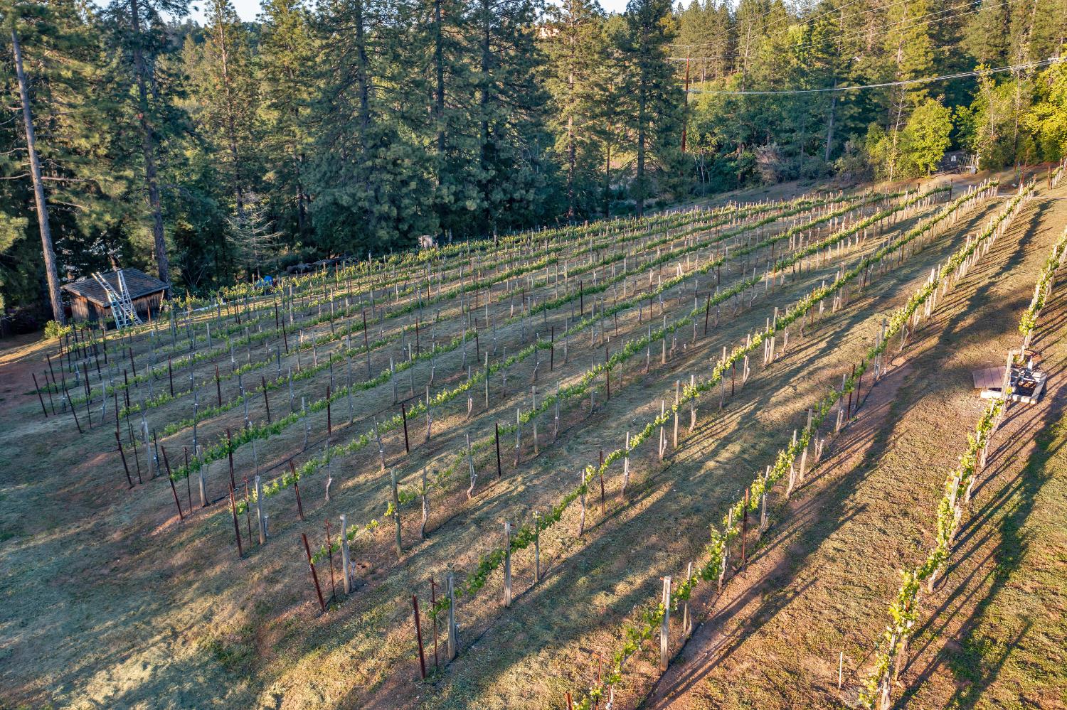 2399 Kingsgate Road Placerville, CA 95667 - Photo 67 of 89 a view of a yard with plants and trees