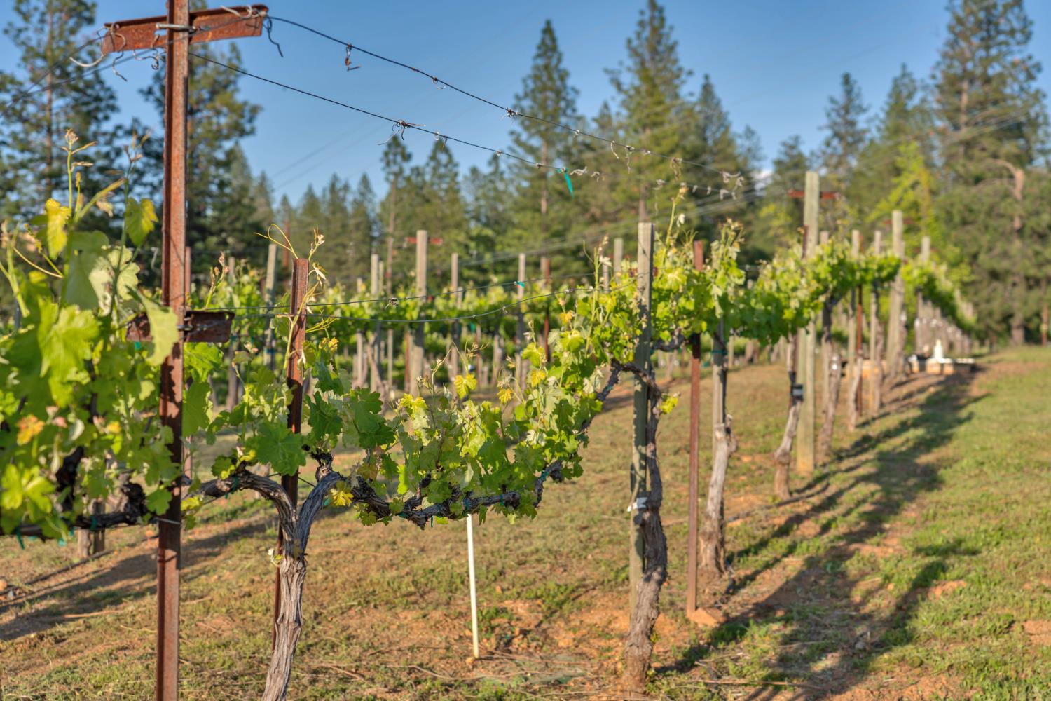 2399 Kingsgate Road Placerville, CA 95667 - Photo 77 of 89 a view of a yard