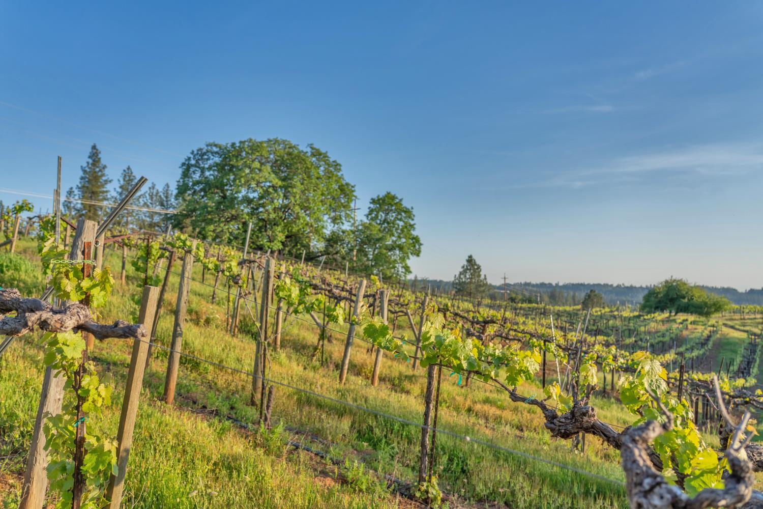 2399 Kingsgate Road Placerville, CA 95667 - Photo 83 of 89