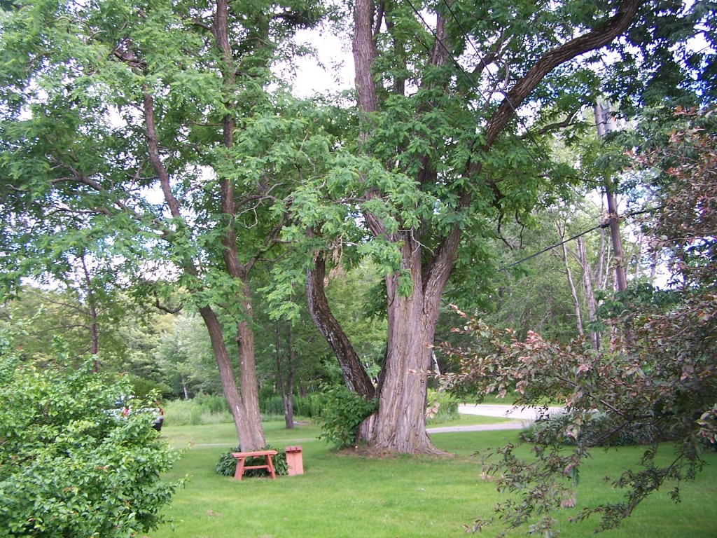 879 Wade Inn Road Becket, MA 01223 - Photo 15 of 29 a view of a tree in a park