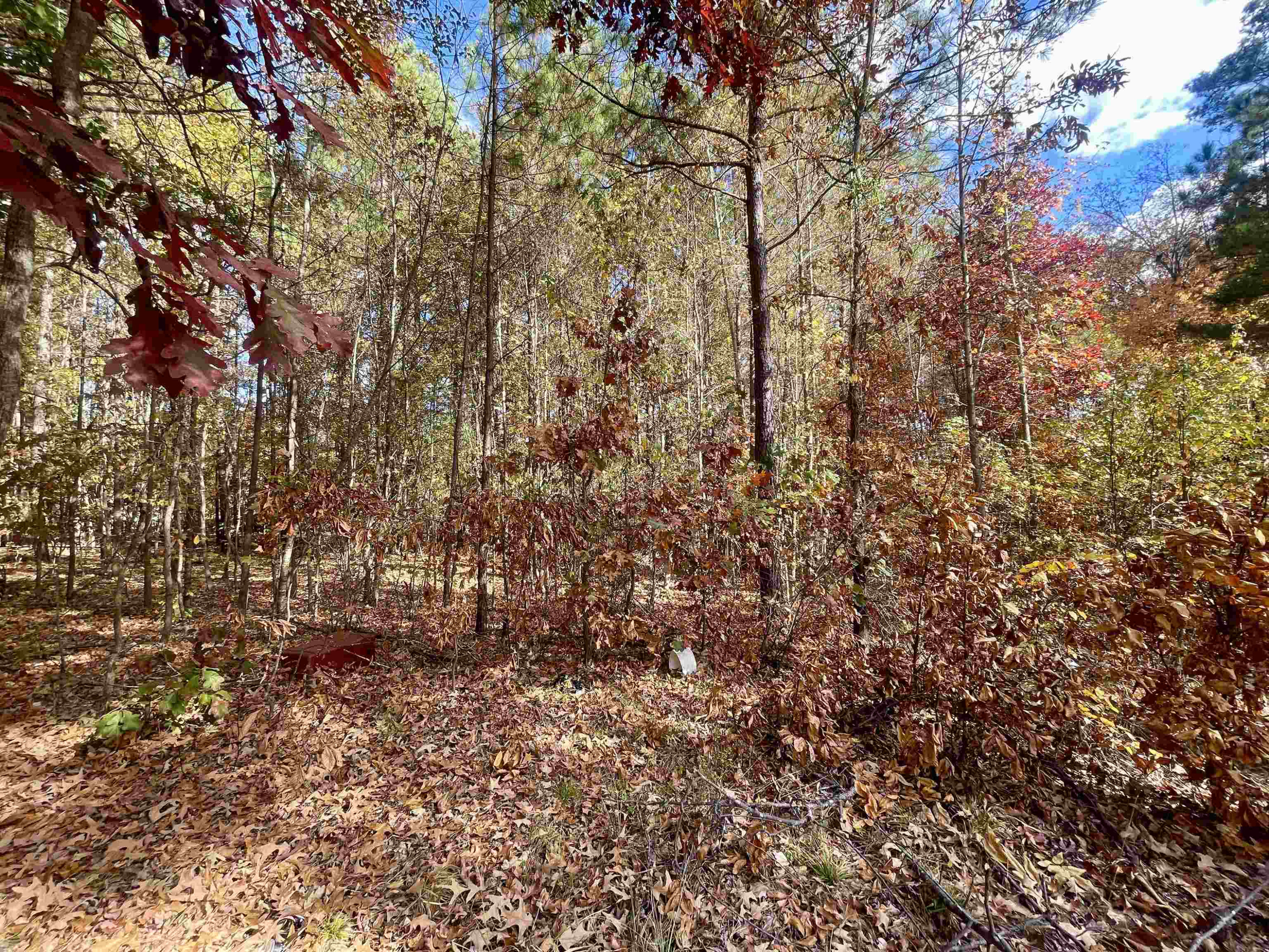 5017 Robinwood Road Durham, NC 27713 - Photo 28 of 31 a view of a yard with a tree