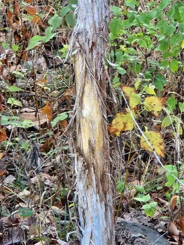 $87,500 | 0 County Road 197, Montgomery City, MO 63361