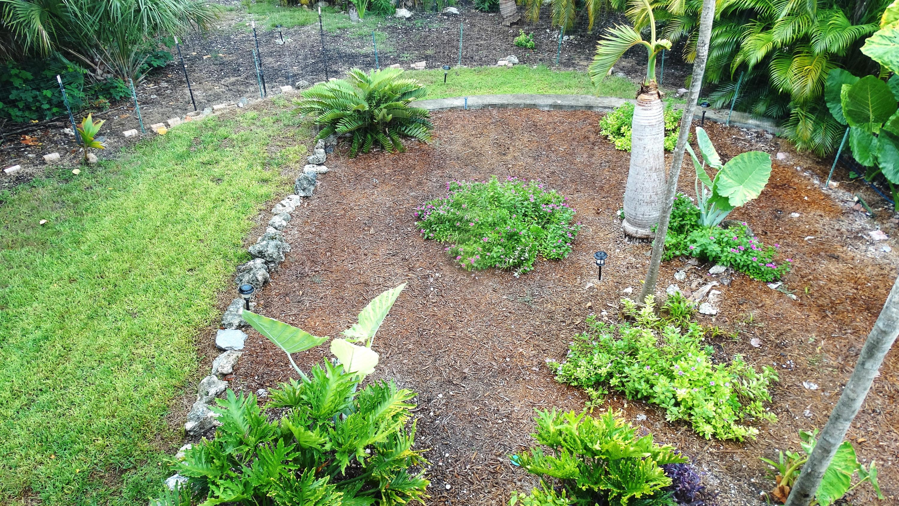 Lots of tropical plants