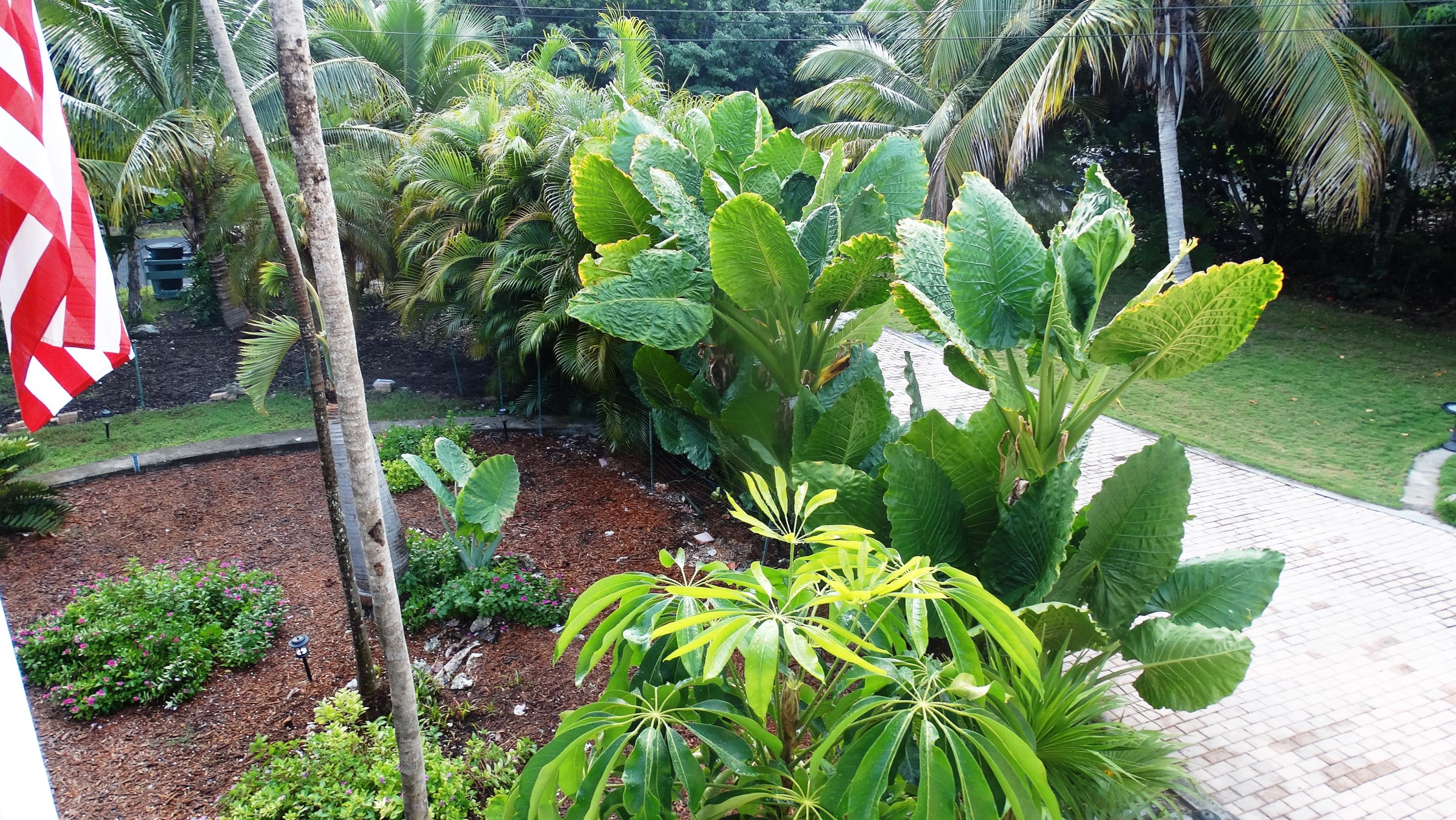 Mature landscaping