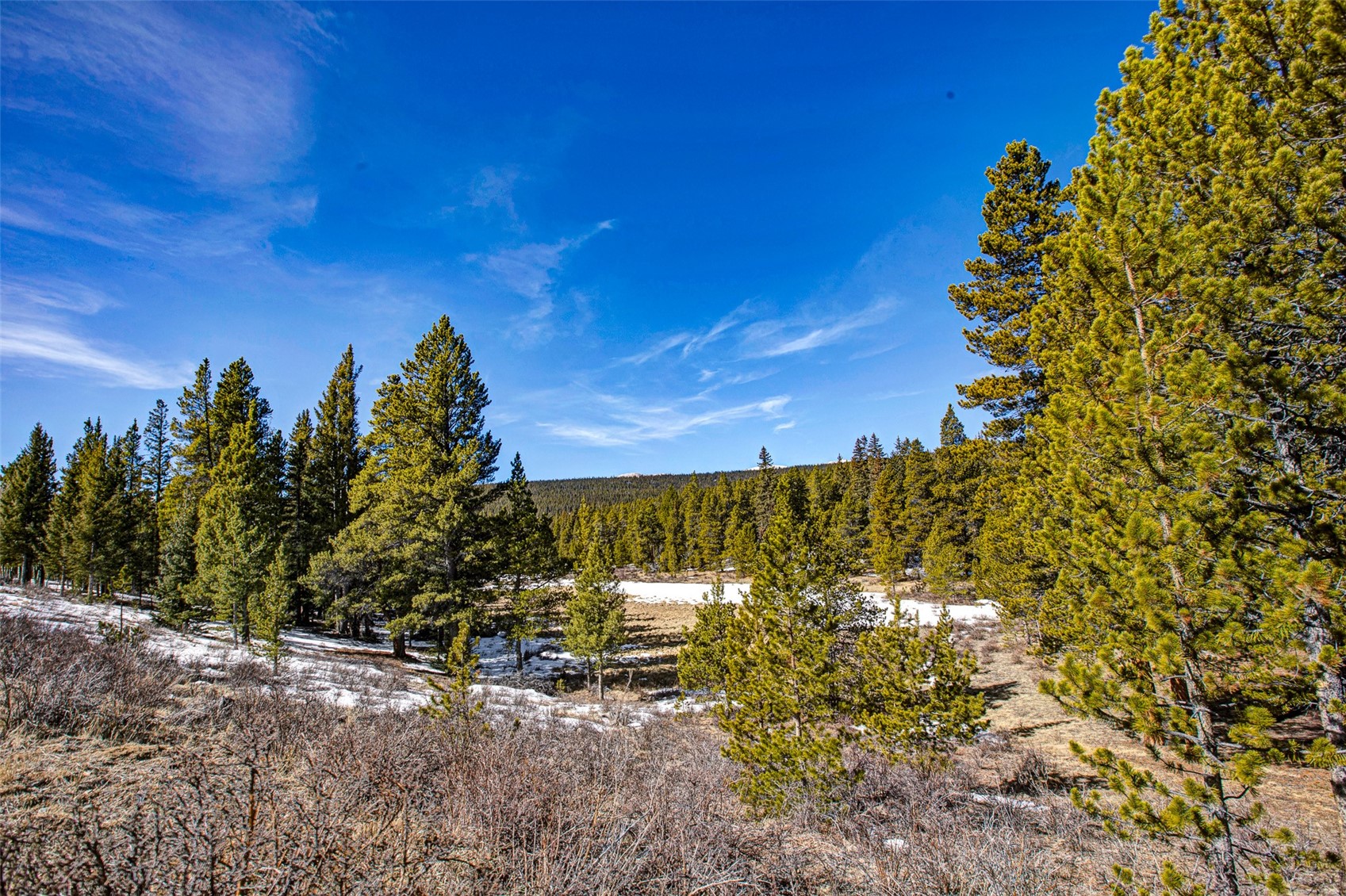 122 Arts Pike Road Fairplay, CO 80440 - Photo 11 of 50 a view of a large yard with plants and large trees
