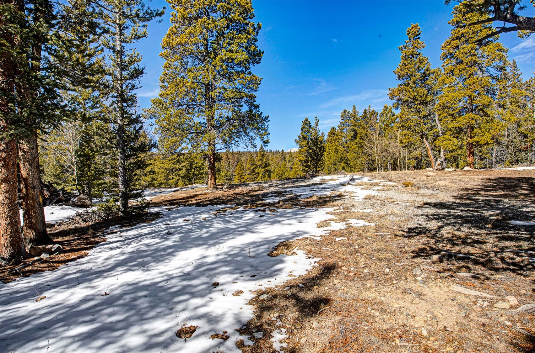 122 Arts Pike Road Fairplay, CO 80440 - Photo 15 of 50 a view of backyard with large trees