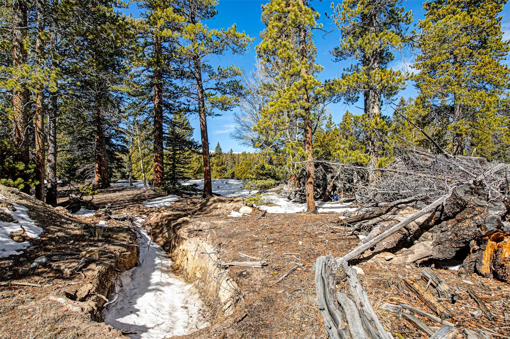 122 Arts Pike Road Fairplay, CO 80440 - Photo 16 of 50 a view of a yard with plants