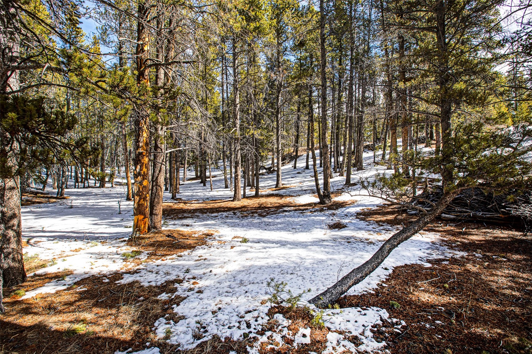 122 Arts Pike Road Fairplay, CO 80440 - Photo 31 of 50 a view of a yard with a tree