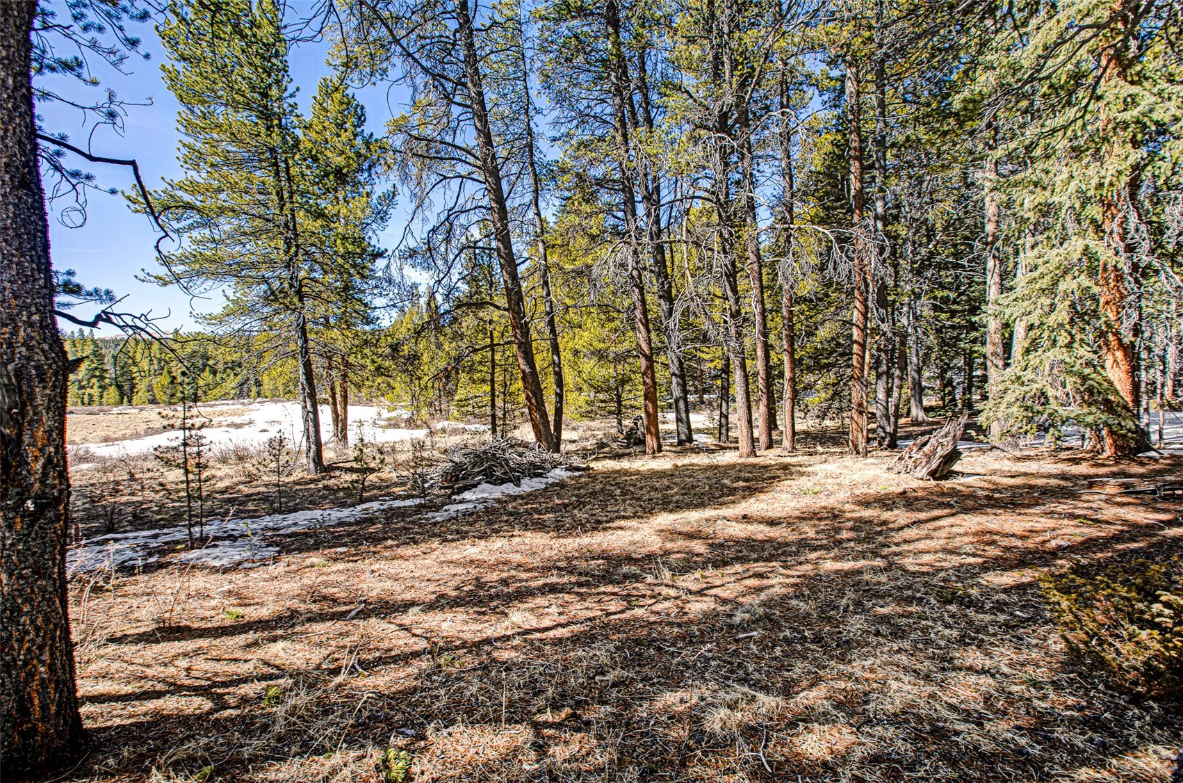 122 Arts Pike Road Fairplay, CO 80440 - Photo 33 of 50 a view of a yard with large trees