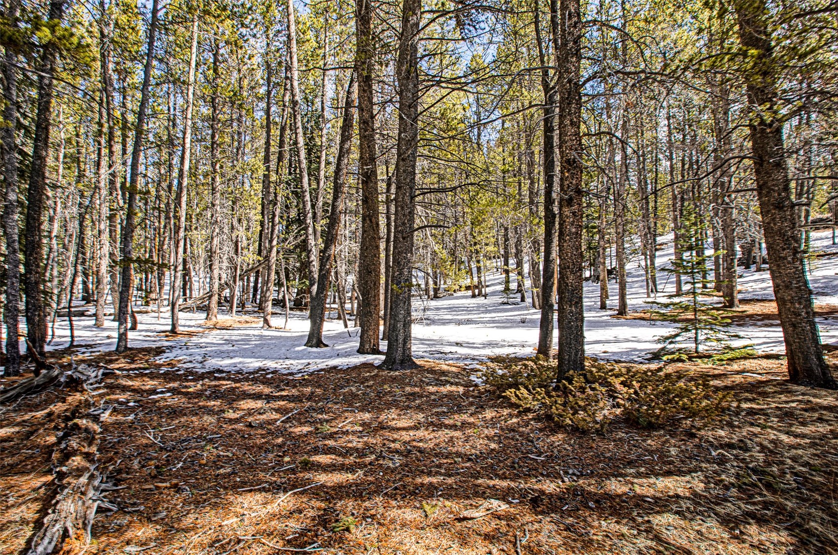 122 Arts Pike Road Fairplay, CO 80440 - Photo 34 of 50 a view of a yard with trees