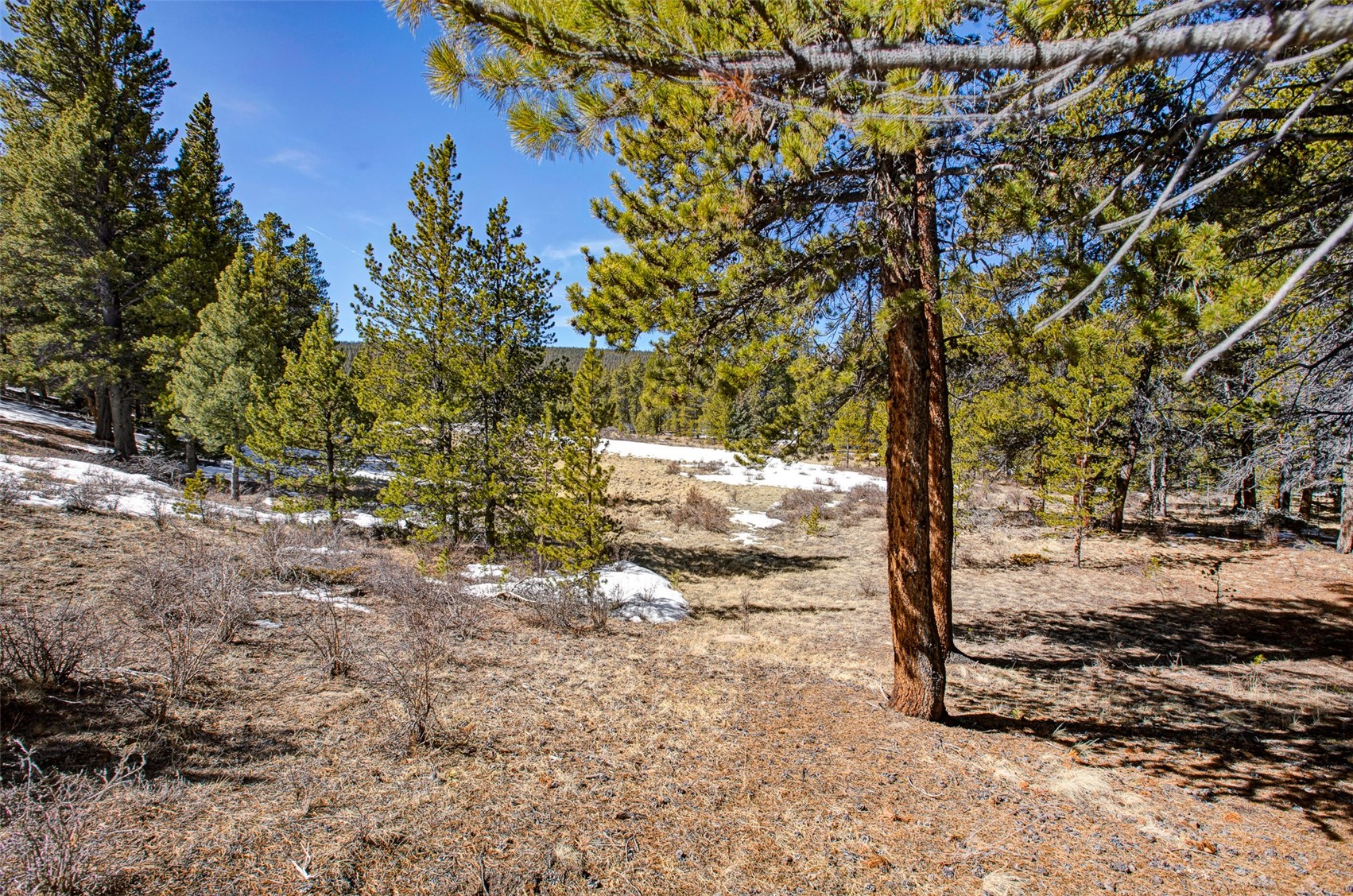 122 Arts Pike Road Fairplay, CO 80440 - Photo 36 of 50 a view of a yard with trees