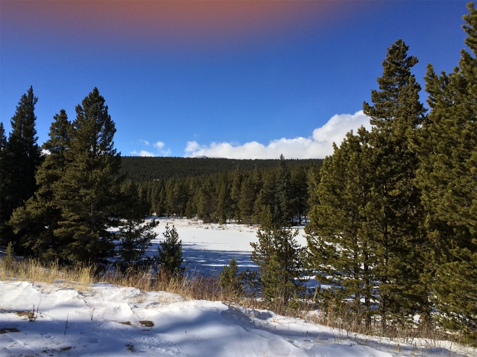 122 Arts Pike Road Fairplay, CO 80440 - Photo 47 of 50 a view of a yard with plants and a bench
