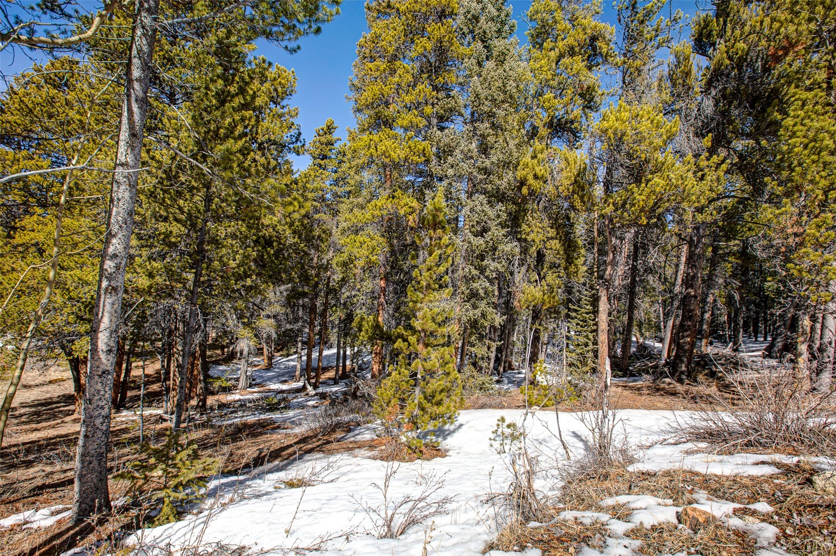 122 Arts Pike Road Fairplay, CO 80440 - Photo 10 of 50 a view of outdoor space yard and tree