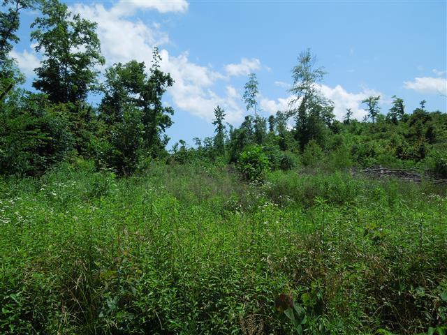 58 Maple Road Stewart, TN 37175 - Photo 7 of 10 Timber was cut in 2010.