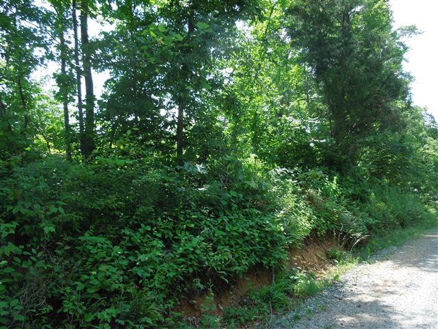 58 Maple Road Stewart, TN 37175 - Photo 8 of 10 Spring runs along the edge of the property.