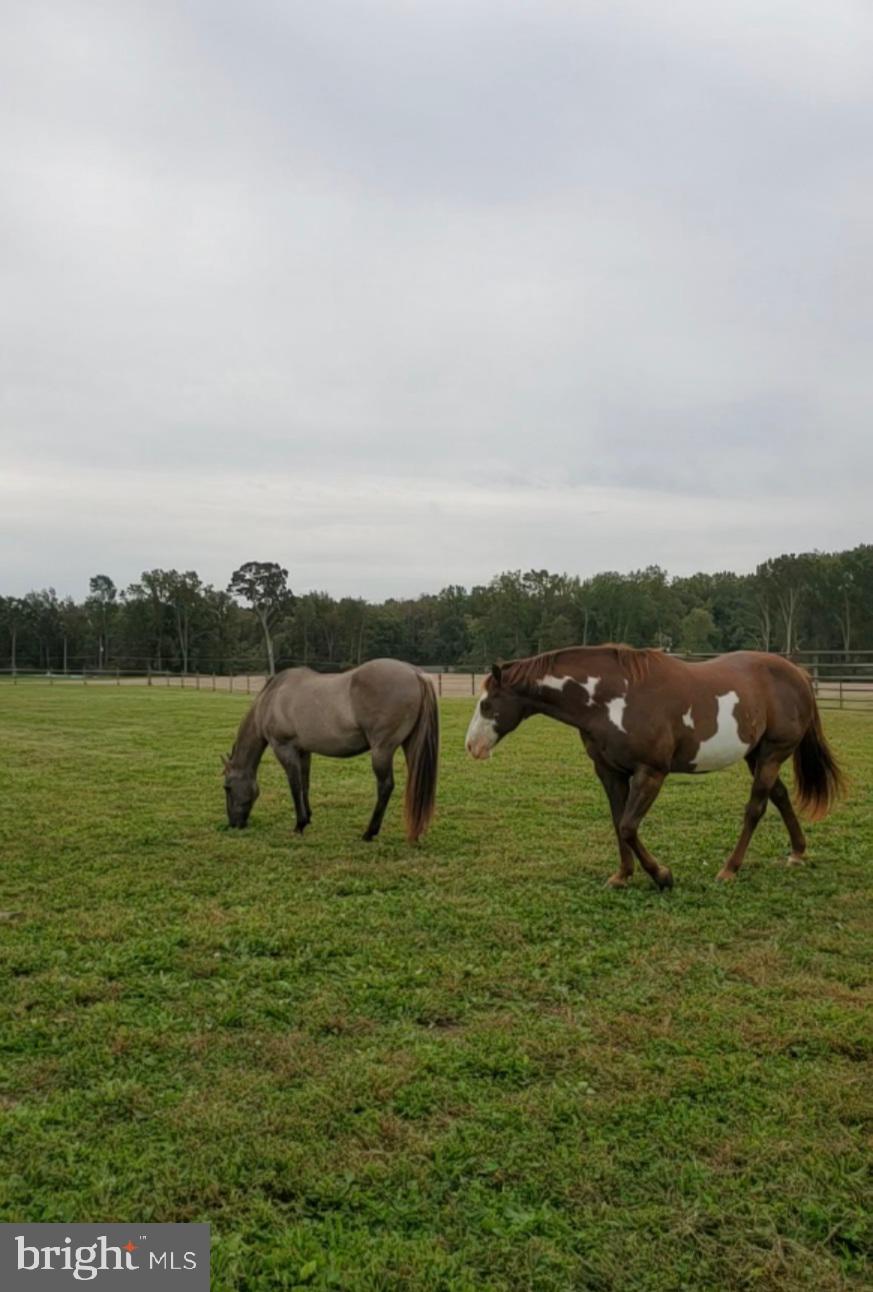 381 Dogtown Road Townsend, DE 19734 - Photo 8 of 71 Bring the horses