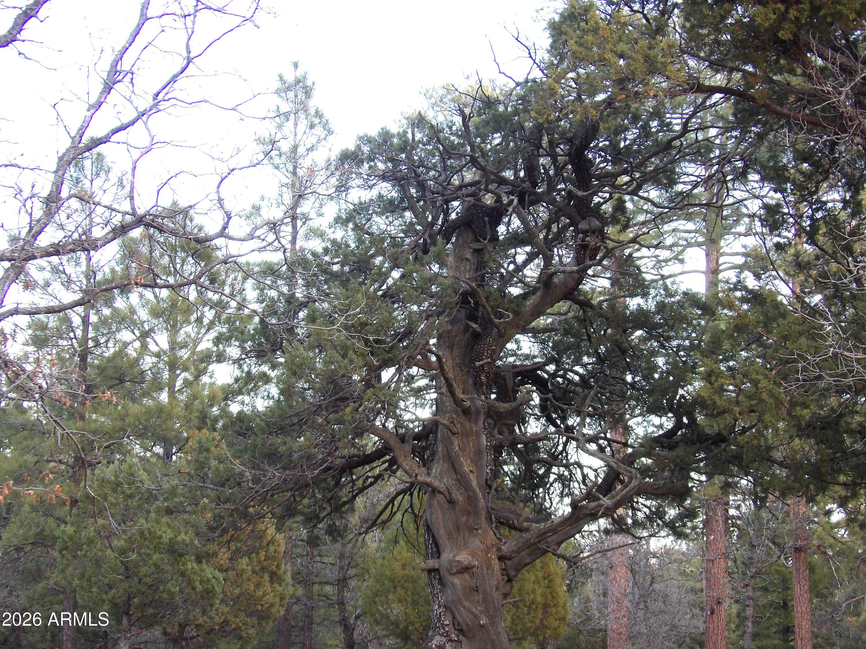 2941 Eagle Ridge Circle, Unit 119 Happy Jack, AZ 86024 - Photo 11 of 11 100_1040