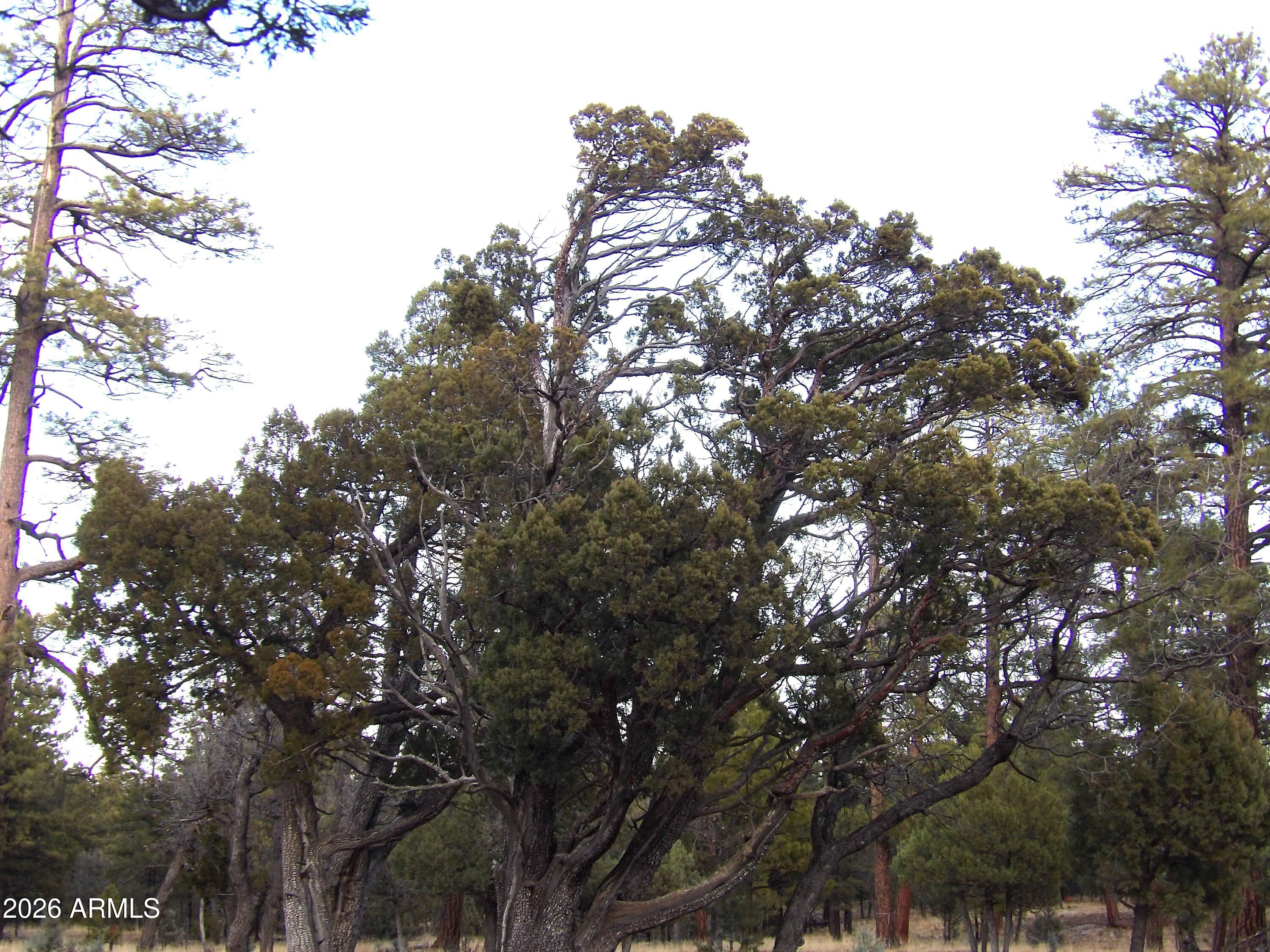 2941 Eagle Ridge Circle, Unit 119 Happy Jack, AZ 86024 - Photo 8 of 11 100_1037