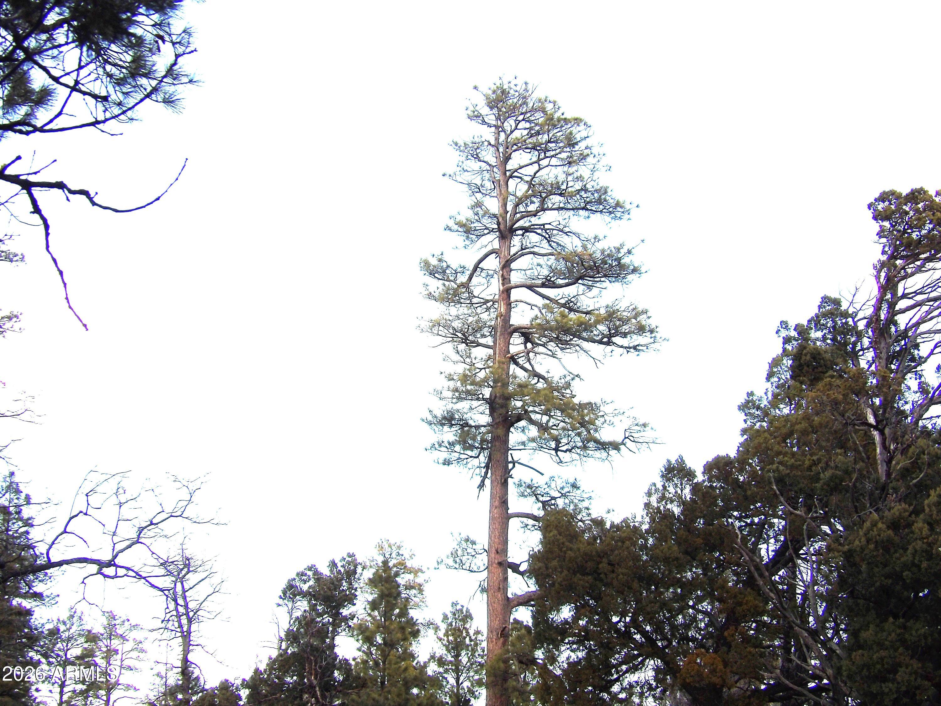 2941 Eagle Ridge Circle, Unit 119 Happy Jack, AZ 86024 - Photo 9 of 11 100_1038