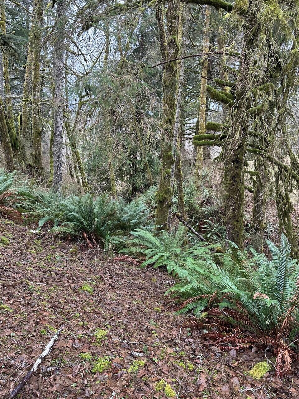 11-12 Big Trout Road Grand Ronde, OR 97347 - Photo 5 of 17 thumbnailpic 1_IMG_0818