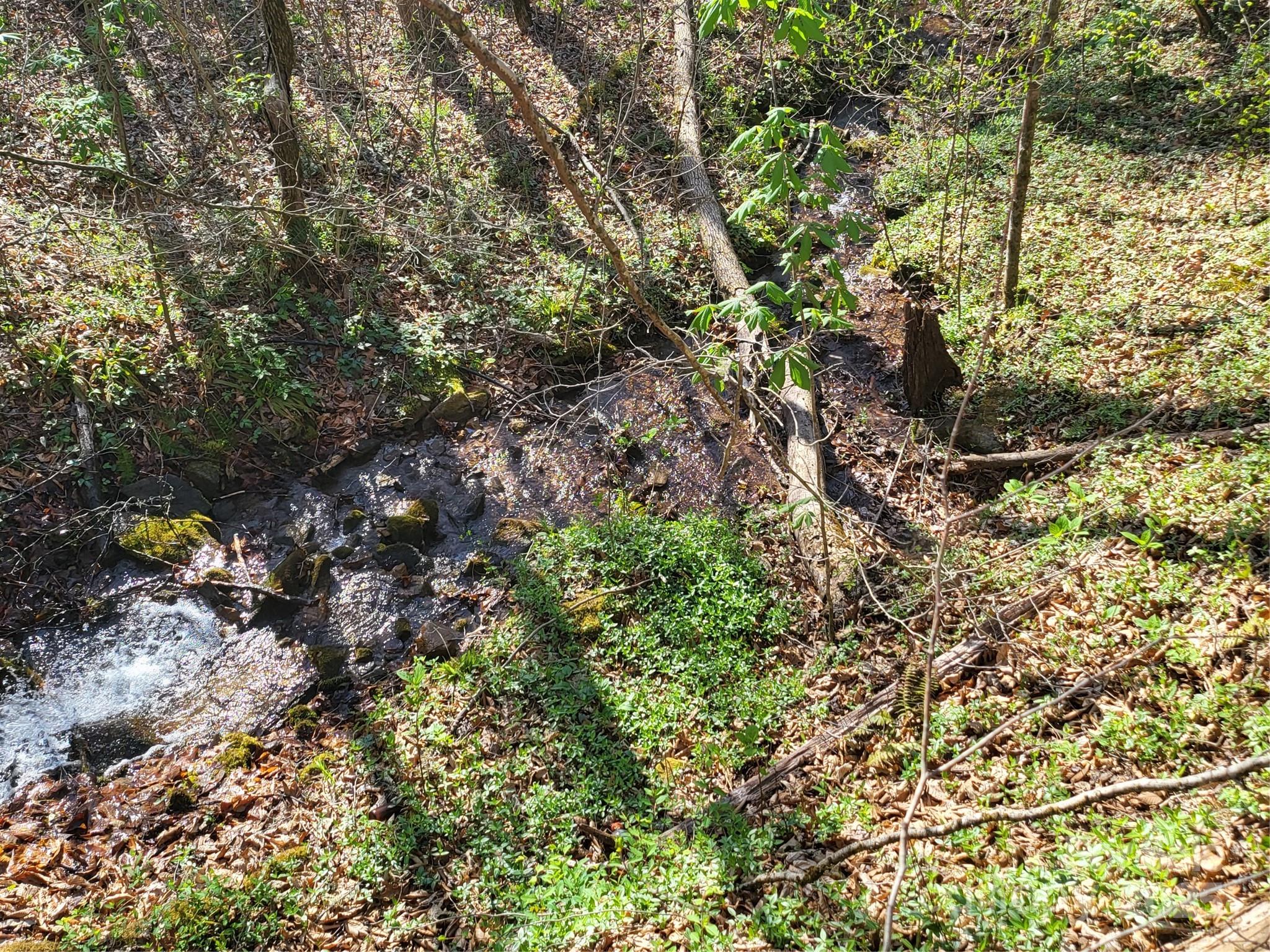 9999 Wayehutta Road Cullowhee, NC 28723 - Photo 2 of 18 a picture of tree