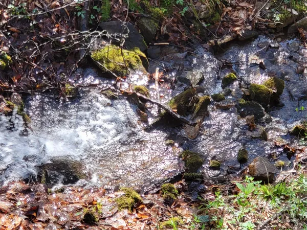 a view of swimming pool with a yard and plants