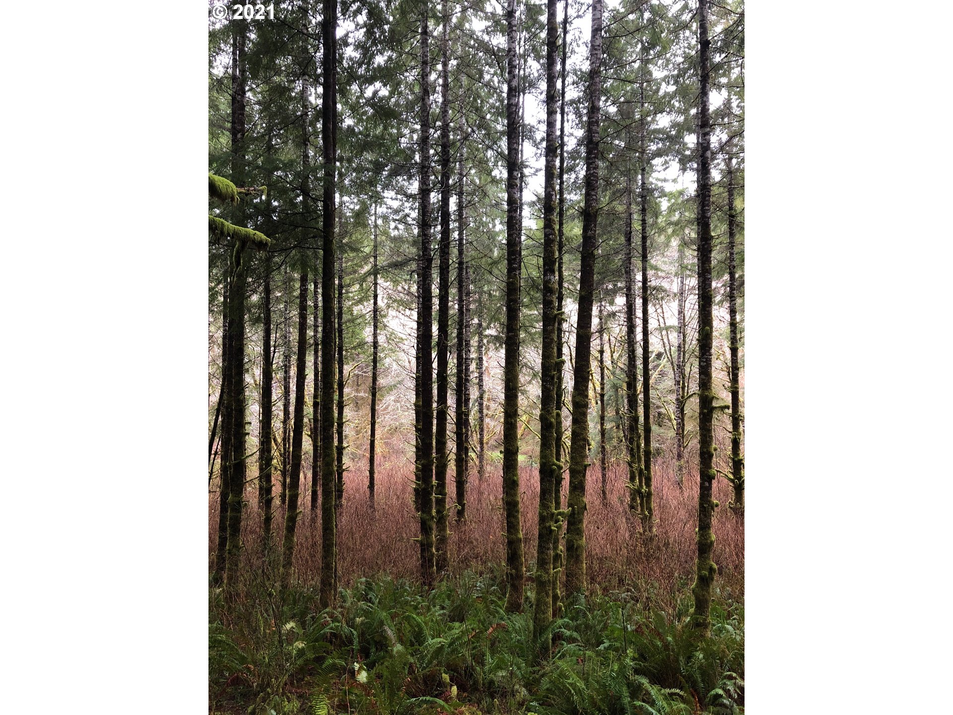North Shingle Bolt Road Otis, OR 97368 - Photo 1 of 7 Gallery Image 1
