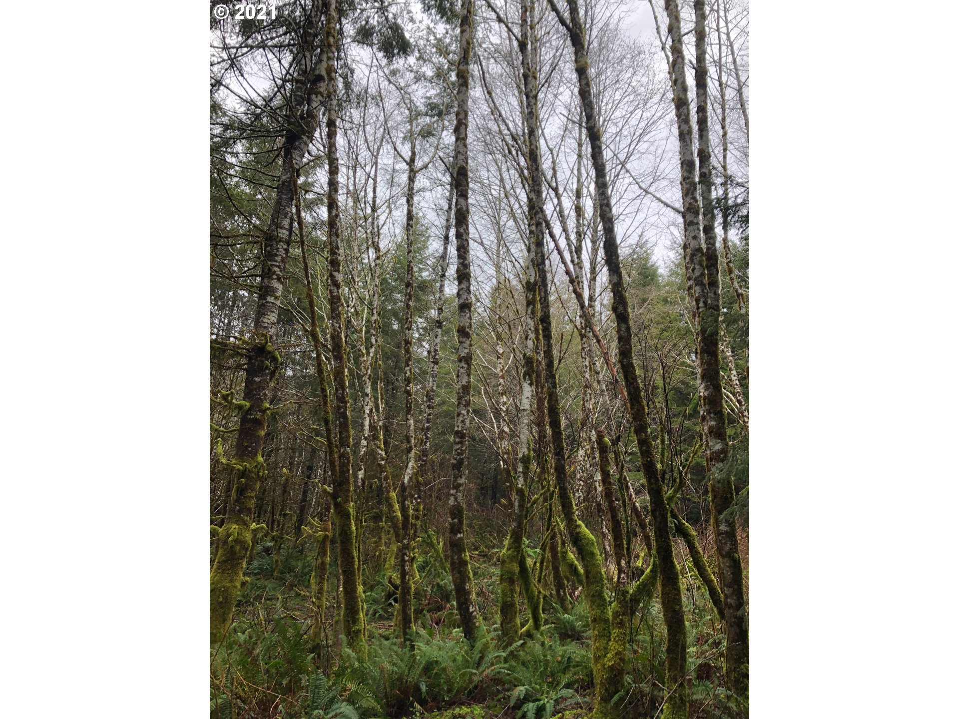 North Shingle Bolt Road Otis, OR 97368 - Photo 5 of 7 Gallery Image 5