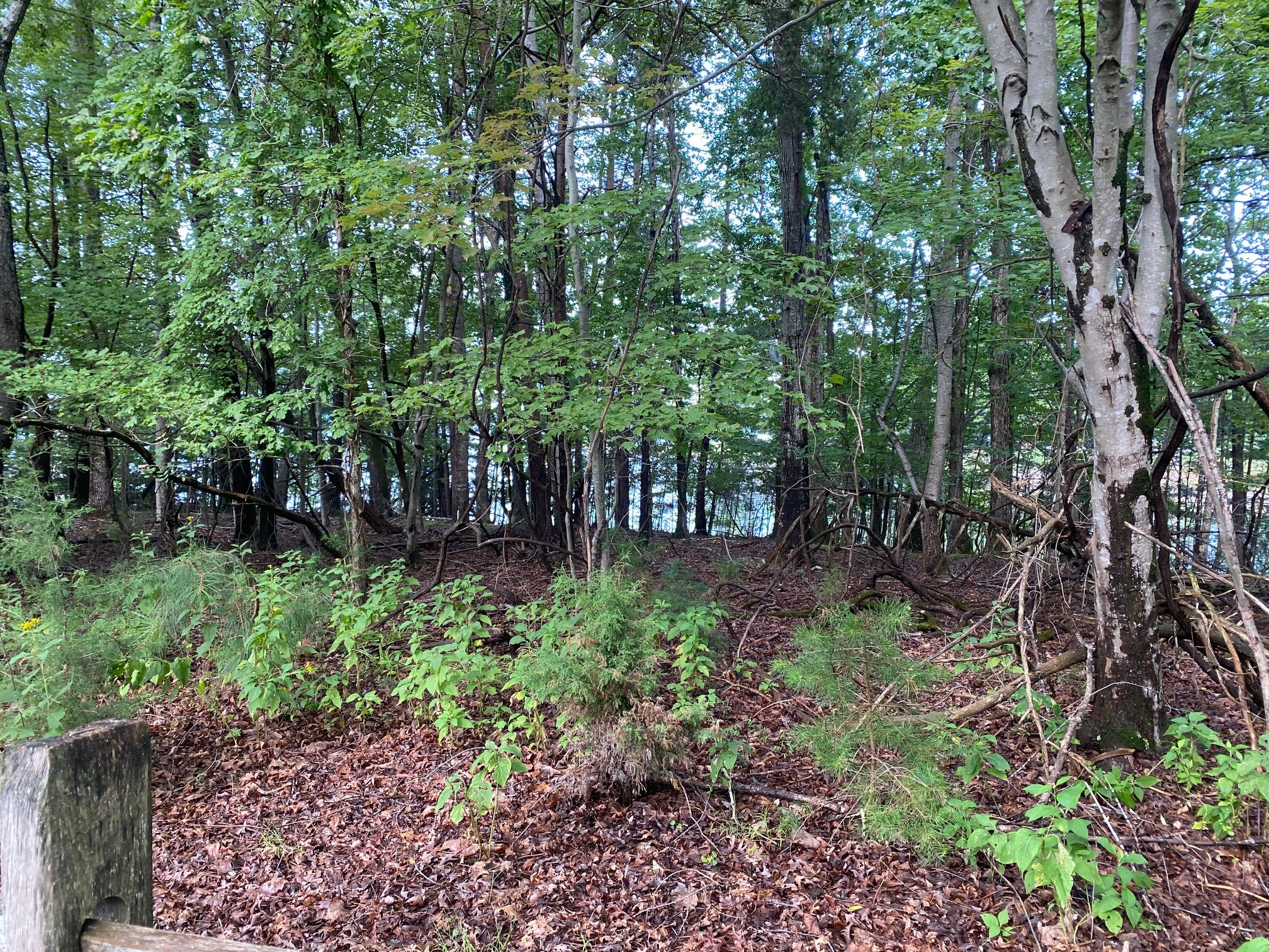 Lot 5 Scruggs Road Moneta, VA 24121 - Photo 6 of 6 0.66 Acres