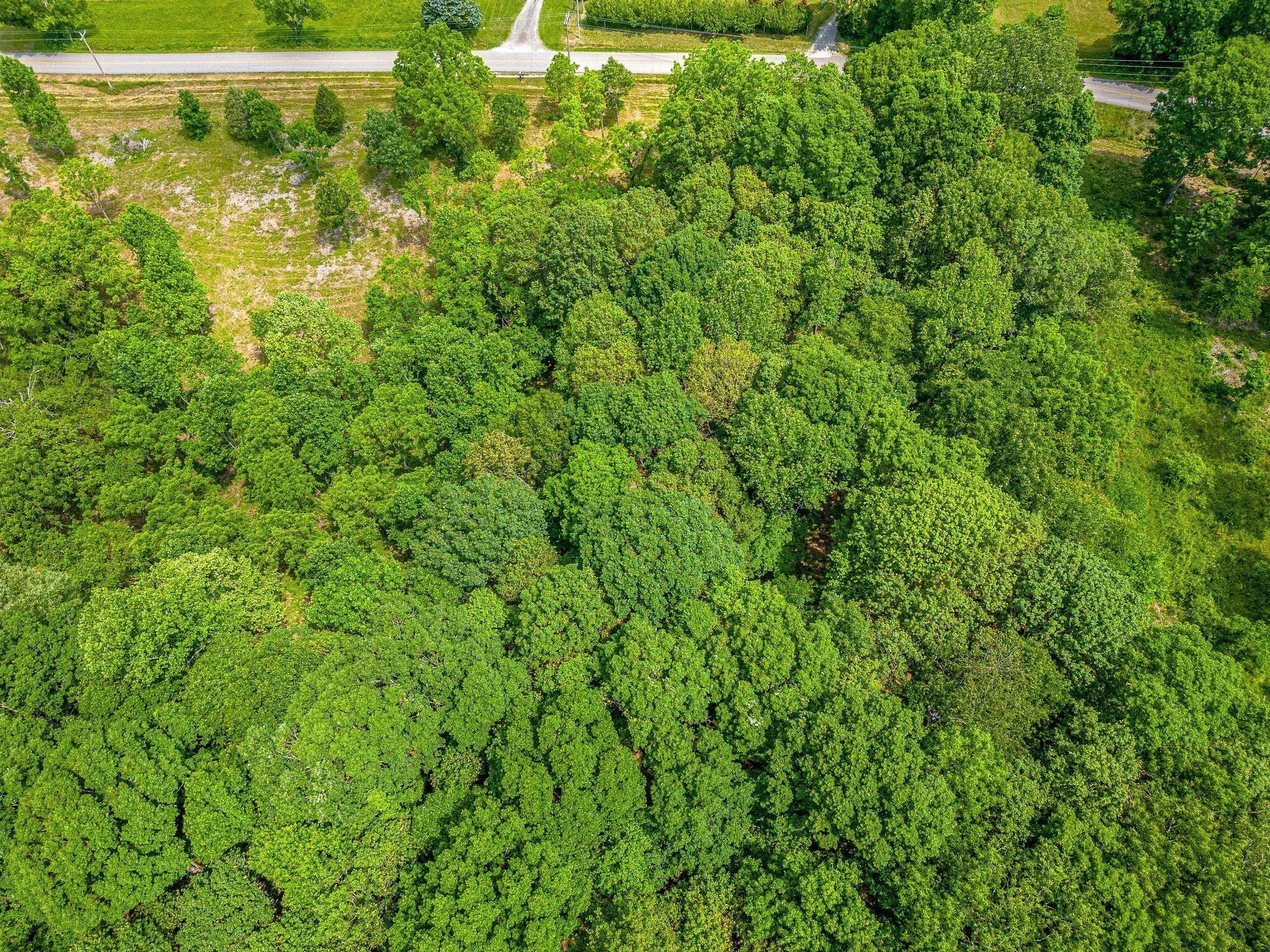 0 Promise Land Road Charlotte, TN 37036 - Photo 8 of 8 Gallery Image 8