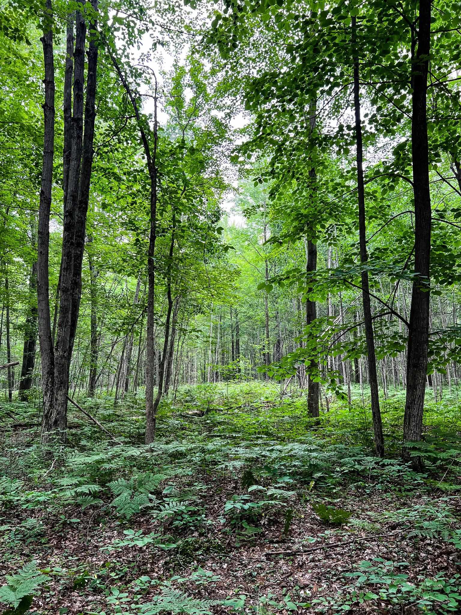 V/l East Bevens Road Caro, MI 48723 - Photo 25 of 41