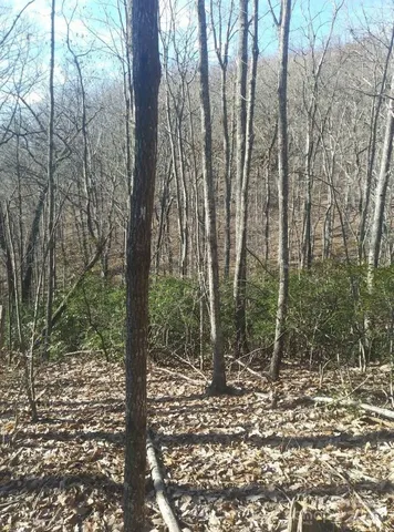 a view of a forest filled with trees