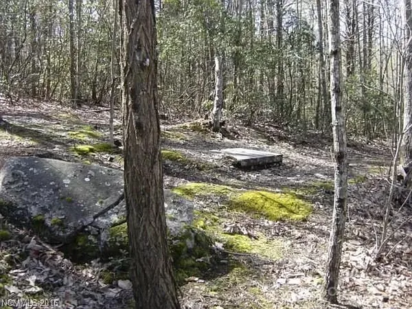 a view of a forest with trees