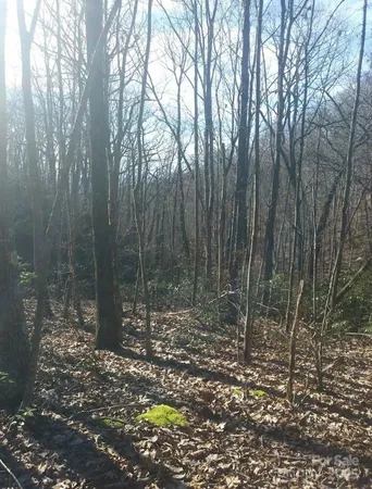 a view of a forest with large trees