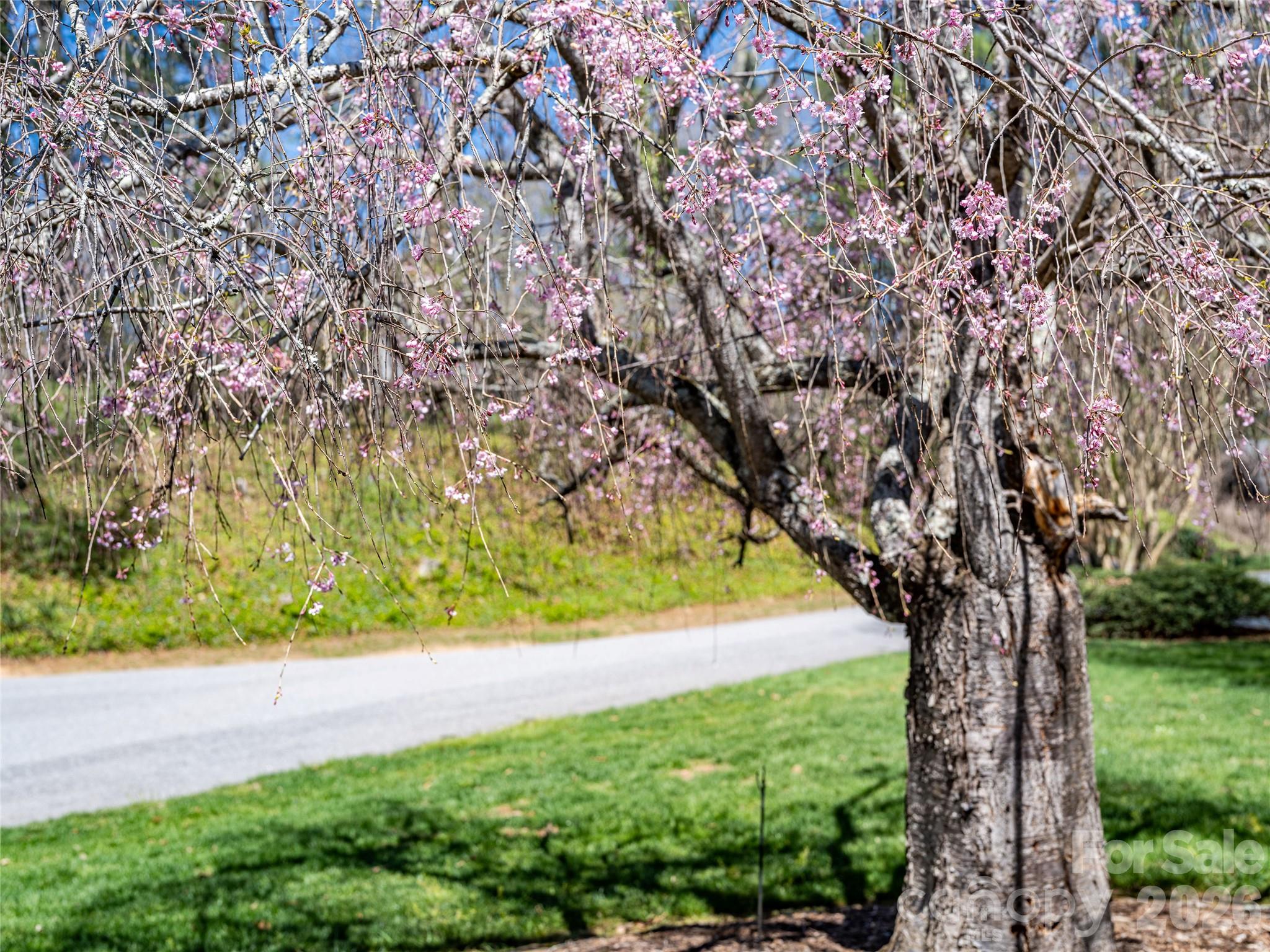 4 Dogwood Road Asheville, NC 28804 - Photo 3 of 48 a view of yard with large trees